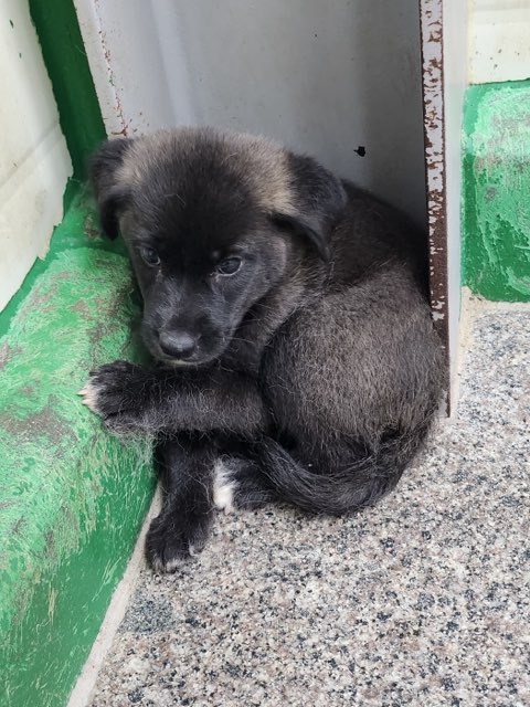 영주시 동물보호센터_447509202400299